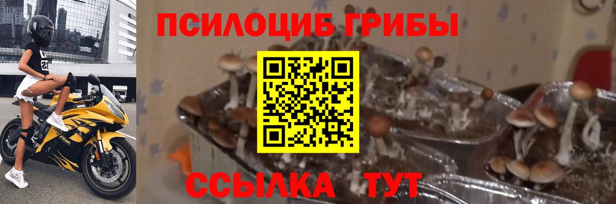 Псилоцибиновые грибы GOLDEN TEACHER Гагарин